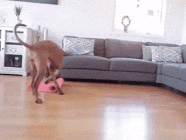 Dog Yoga GIFs - Get the best GIF on GIPHY
