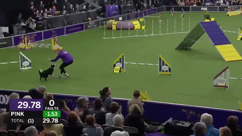 Border Collie Agility GIF by Westminster Kennel Club - Find & Share on GIPHY