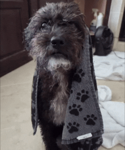 Dog Casper GIF