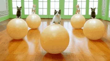 Cats Working Out GIF