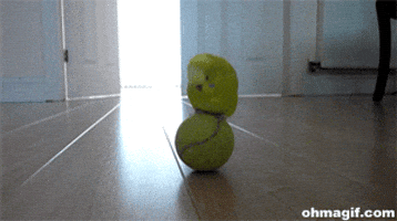 parrot rolling GIF