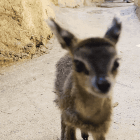 Close Up Reaction GIF by San Diego Zoo