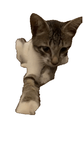 Cat 猫 Sticker