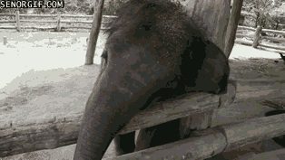 dog elephants GIF by Cheezburger