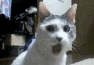 Shocked Gif Wow Gif