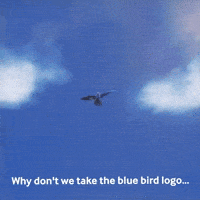 Blue Bird Macaw GIF by Toyota USA