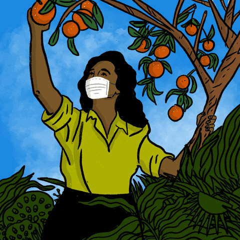 Votar Orange Tree GIF by Creative Courage