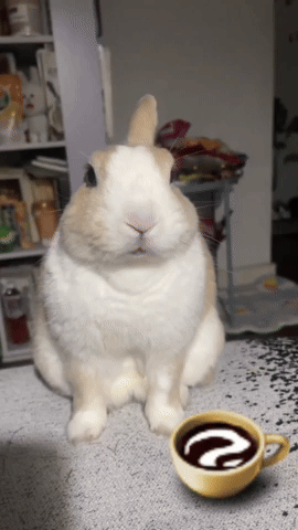 Bunny GIF