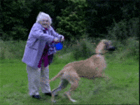 dog chasing woman cartoon