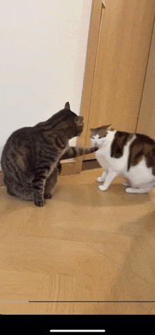 Cat GIF