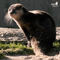 Sand Otter GIF by Zoo Berlin