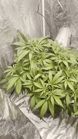 Cannabis GIF