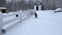 Goats Enjoy First Snow at Maine Farm