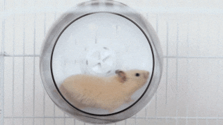Running Rodent GIF