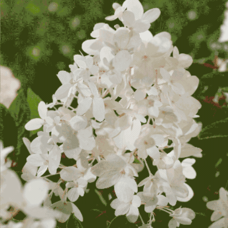 Hydrangea Groundbreaker GIF