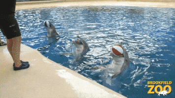 Happy 4Th Of July GIF by Brookfield Zoo