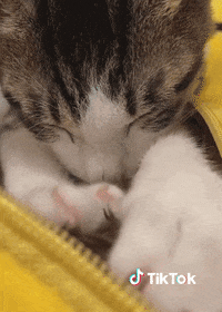 Chat Bonjour Gif By Tiktok France Find Share On Giphy Chat Bonjour Gif By Tiktok France Find Share On Giphy