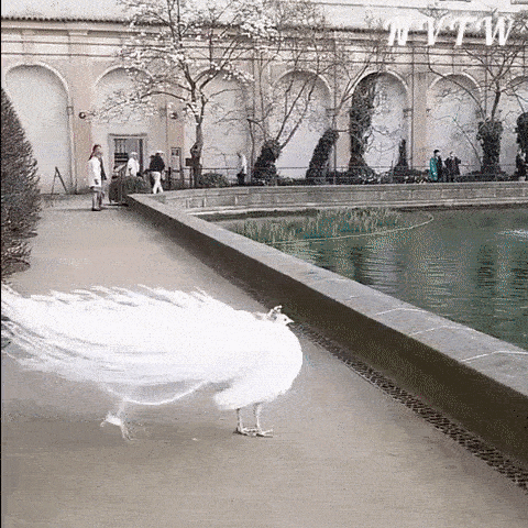 peacock albino GIF