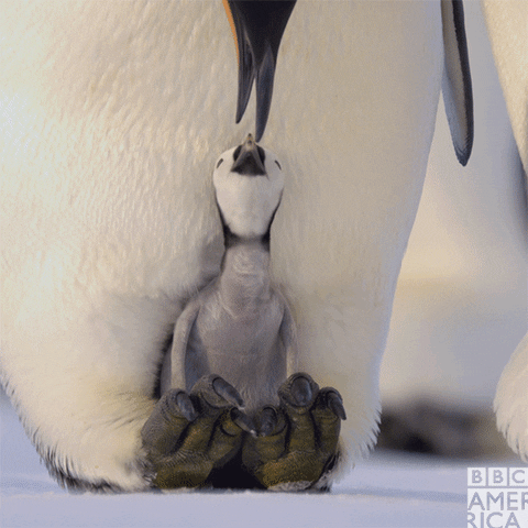 Baby Penguin penguin GIF by BBC America