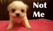 Text gif. A tiny puppy shakes their head. Text, "Not me."