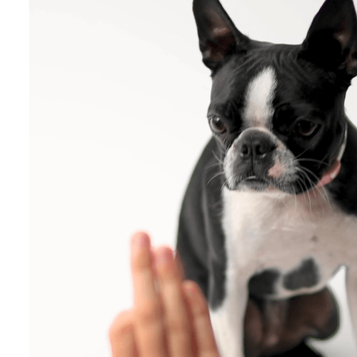 High Five Boston Terrier GIF by Find &amp; Share