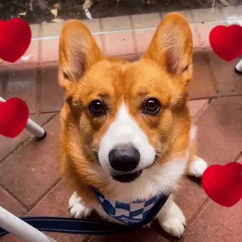 Corgi GIF