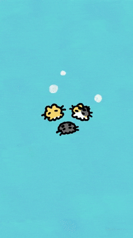 Cat Kitten GIF