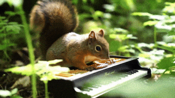 Piano Squirrel GIF by Studio Voisier