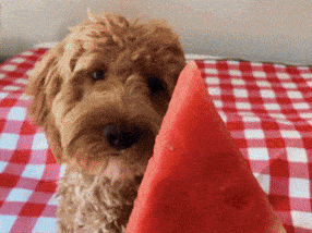 Hungry Dog GIF