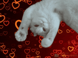 unscreen love cat cats sweet GIF