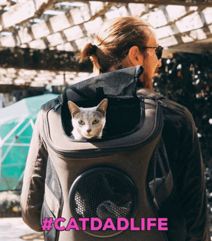 Catdad GIF by Your Cat Backpack