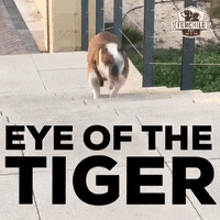 Eye Of The Tiger Workout GIF by FURCHILD