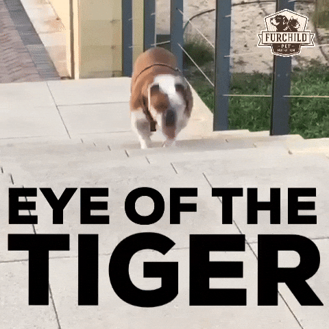 Eye Of The Tiger Workout GIF by FURCHILD