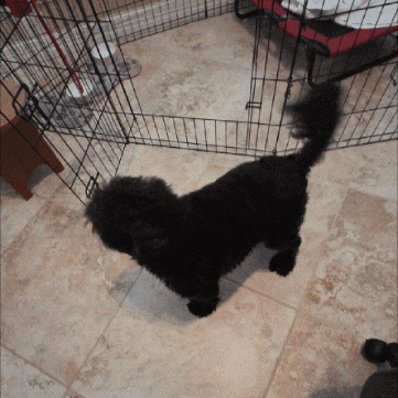 Casper GIF