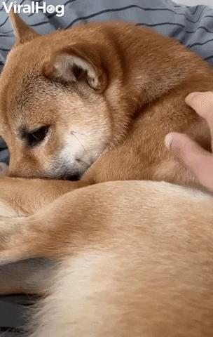 Happy Shiba Inu Smiles For Back Scratches GIF by ViralHog