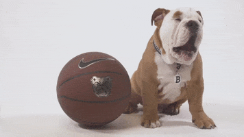 Tired Dog GIF by Butler University