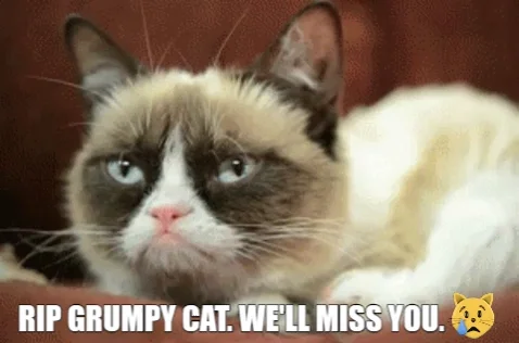 Grumpy Cat Rip GIF