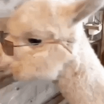 Whats Up Alpaca GIF by DVTD MGMT