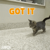 All Over It Cat GIF by ASPCA