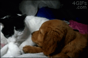 Love Cat Gifs Get The Best Gif On Giphy