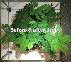 Bybfellows2018 Planthabituation GIF