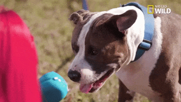 Pupparazzi Puppy Potty Face GIF by Nat Geo Wild