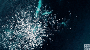 hungry blue planet GIF by BBC America