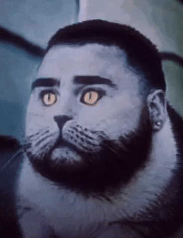 Guinea Pig Cat GIF