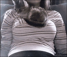 comfy GIF