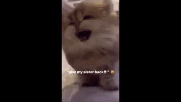 Cat GIF