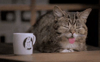 Wake Up Morning GIF by Internet Cat Video Festival