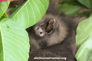 Baby GIF