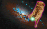 cat in space gif