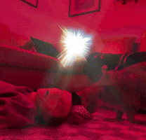 Cat Zombie GIF
